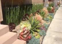 Succulent-garden-with-beautiful-colors-on-display-217x155