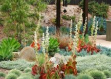 Succulent-garden-with-red-leaf-details-217x155