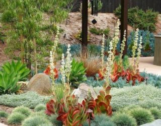 Tips for Planting a Succulent Garden