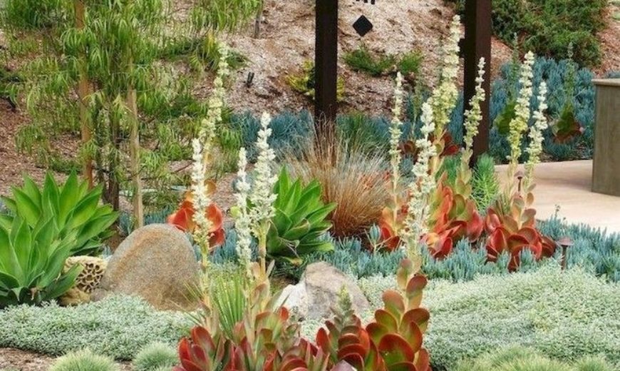 Tips for Planting a Succulent Garden