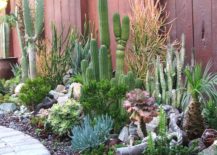 Succulent-garden-with-tall-cacti-217x155