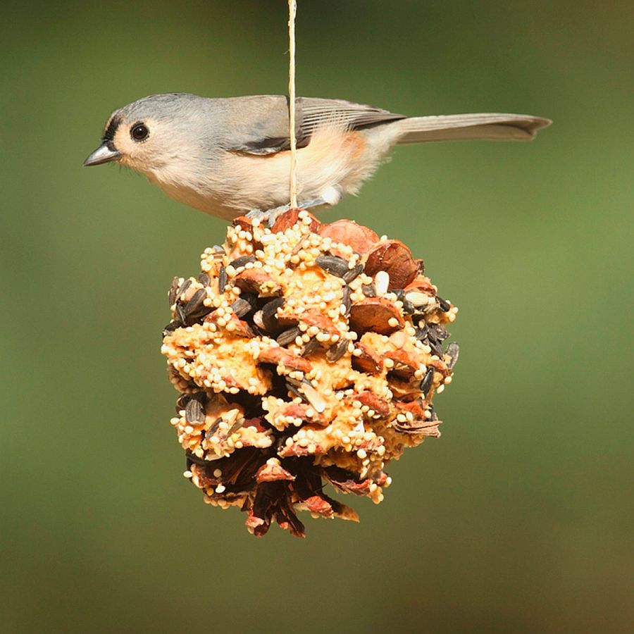 Ultra-easy pine cone DIY bird feeder idea