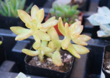 Yellow-green-succulent-with-red-edges-217x155