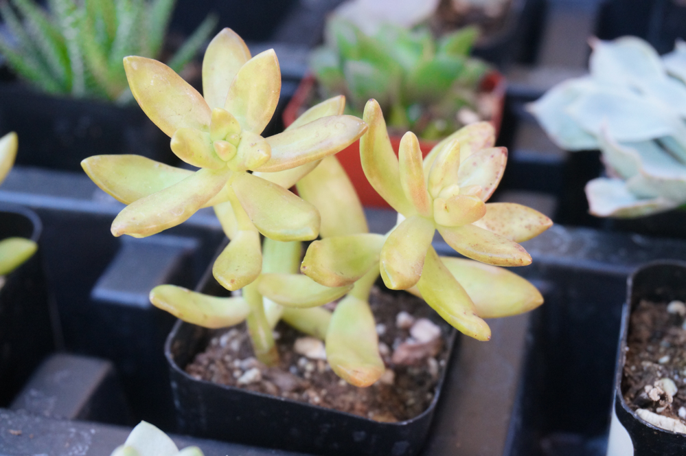 Yellow-green succulent with red edges