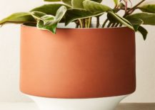 Terracotta-planter-with-white-detailing-217x155