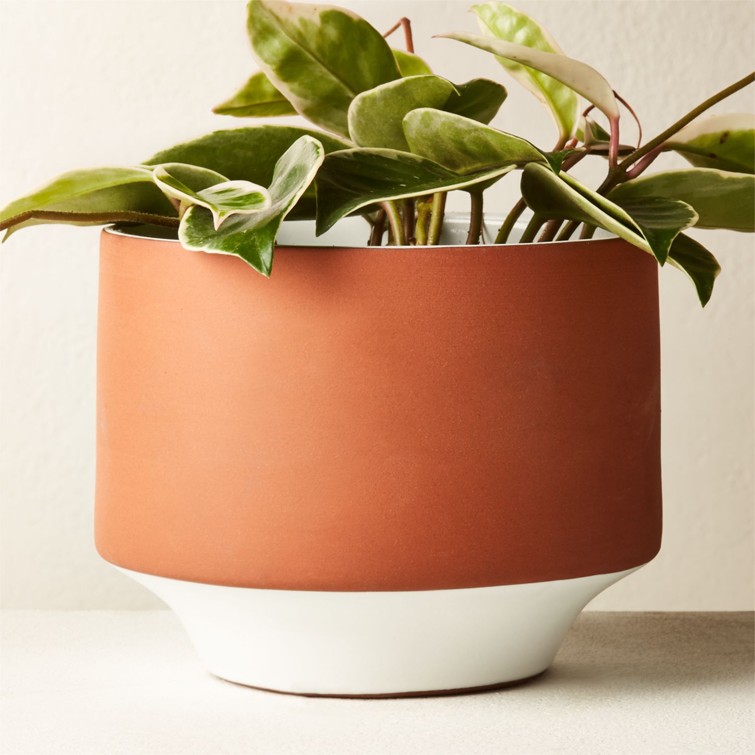 Terracotta planter with white detailing
