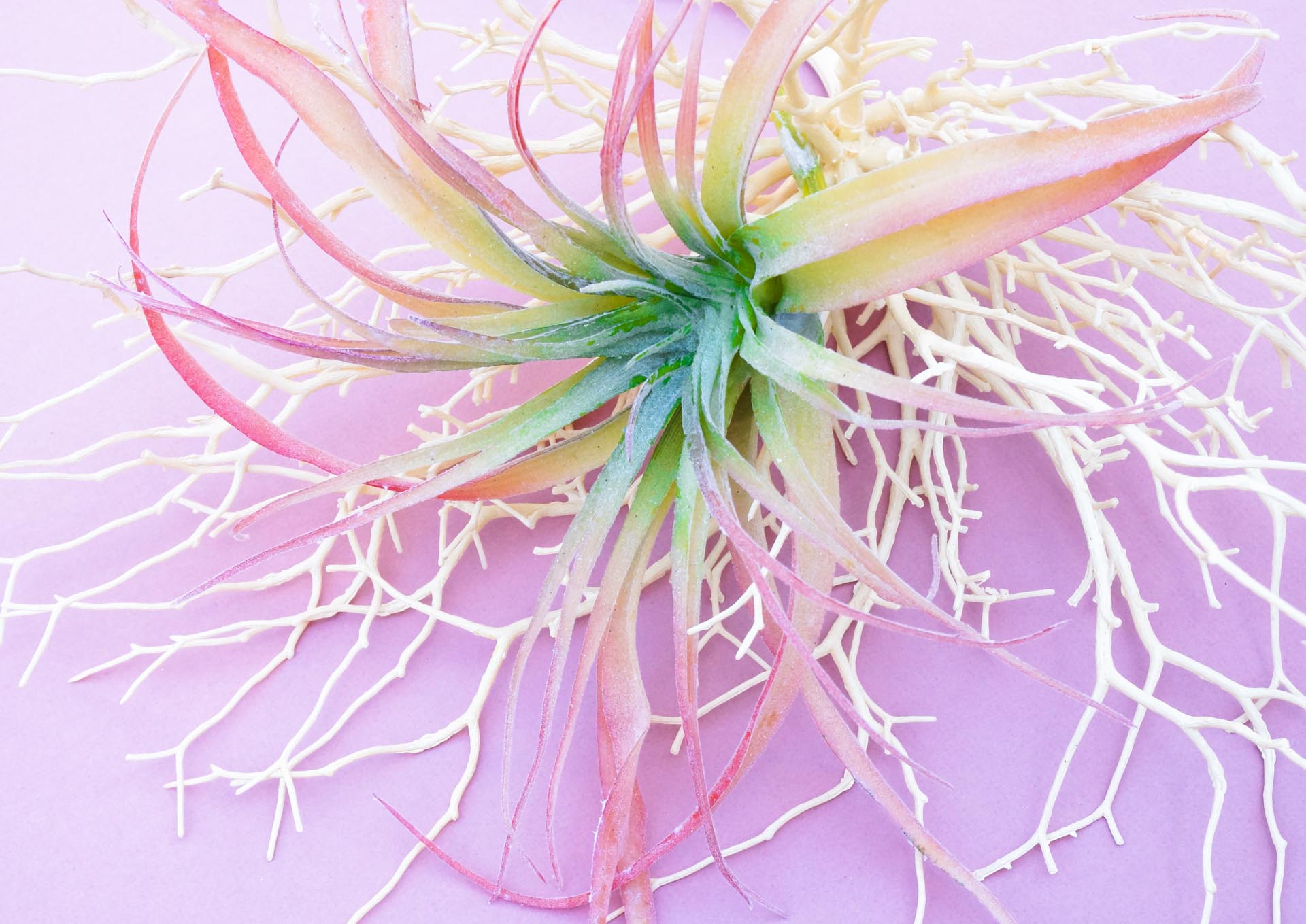 Air plant centerpiece for a baby shower