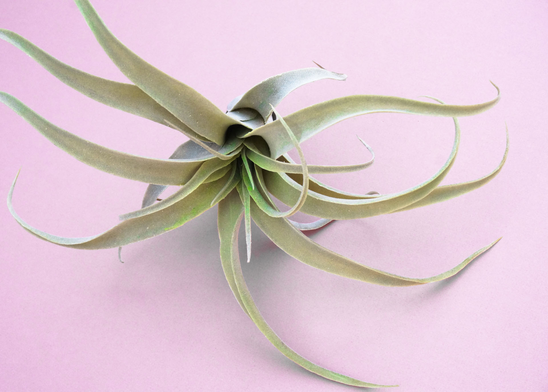 Air plants are gaining popularity
