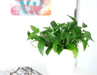 Common House Plants with Staying Power and Style