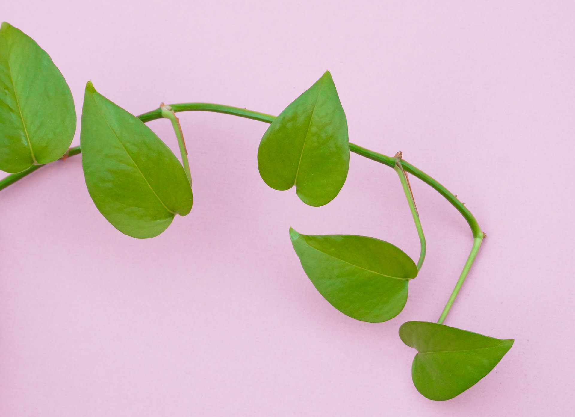 Pothos-houseplant-leaves