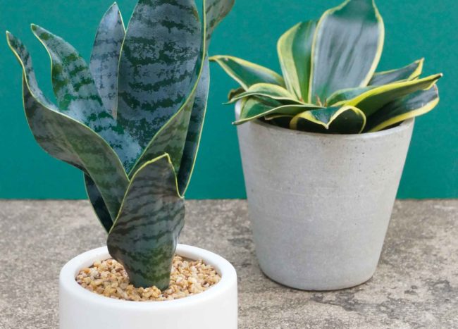 Common House Plants with Staying Power and Style