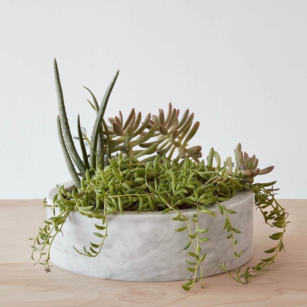 Marble planter with succulents