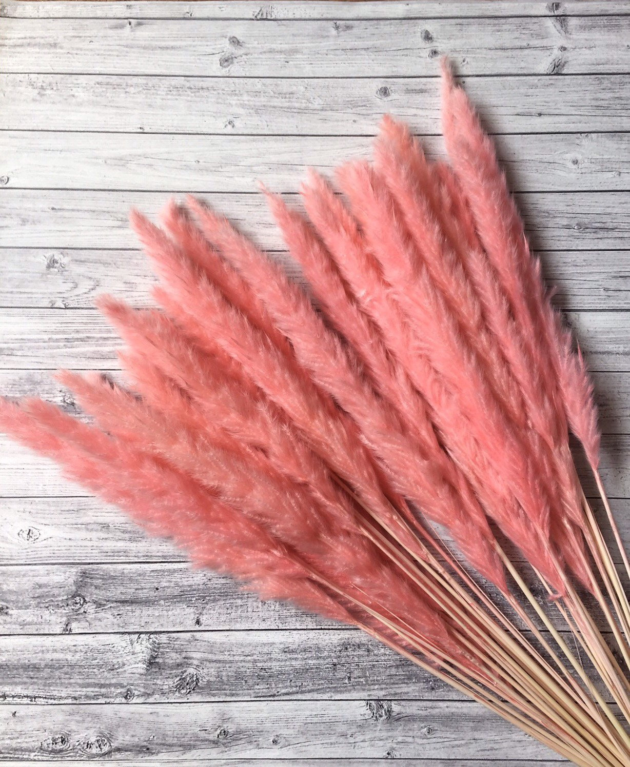 Pink-pampass-grass-from-Etsy-shop-Panapaclub