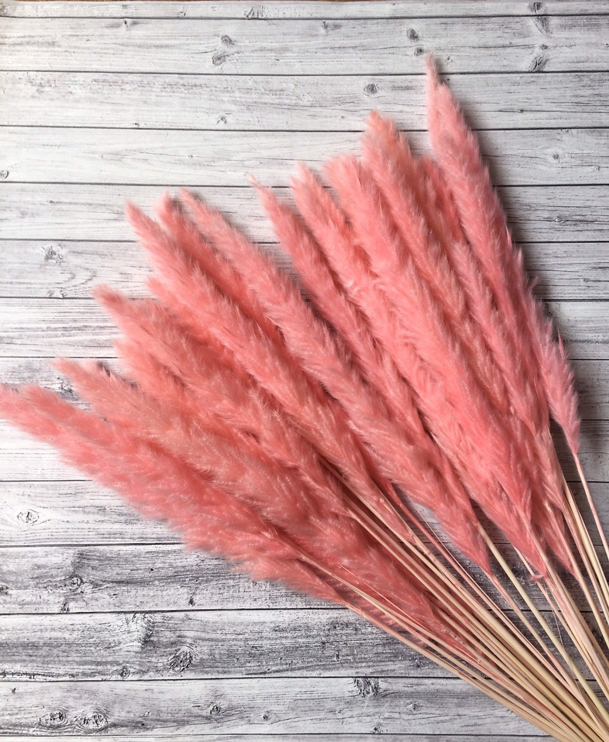 Pink pampass grass from Etsy shop Panapaclub