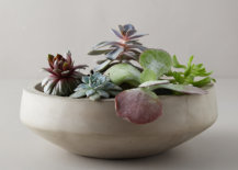 Concrete-bowl-of-succulents-31463-217x155