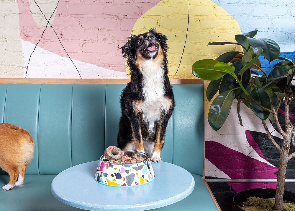 Pet-friendly cafe of New York City with bright pops of color welcomes dogs