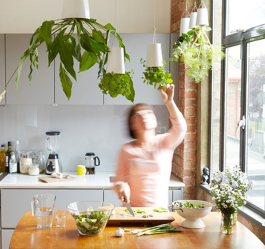 Boskke Sky Planters can turn your kitchen herb garden upside down and transform the kitchen ceiling forever!