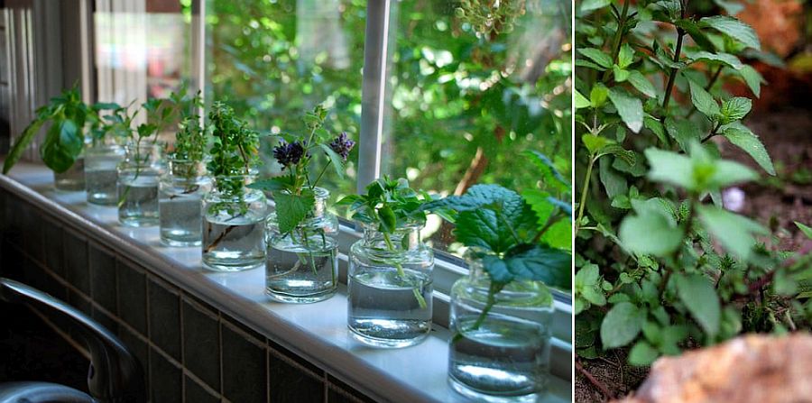 Desain Dapur Dengan kebun herbal kecil