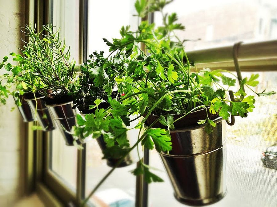 Turn your kitchen window sill into a space for the small herb garden