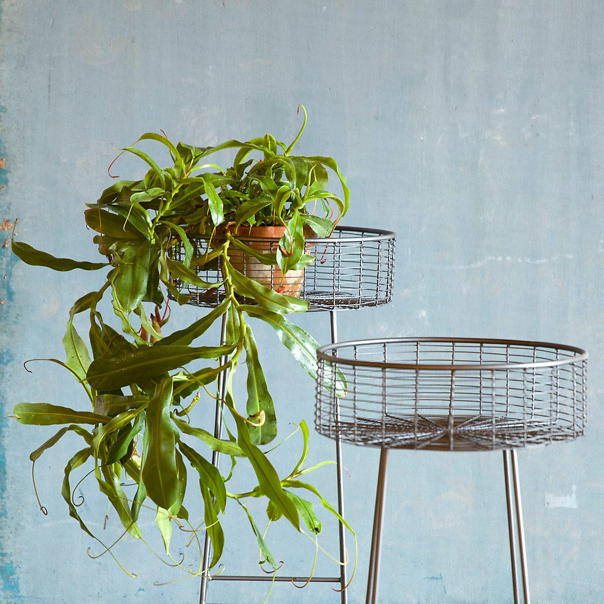 Wrought iron basket plant stand