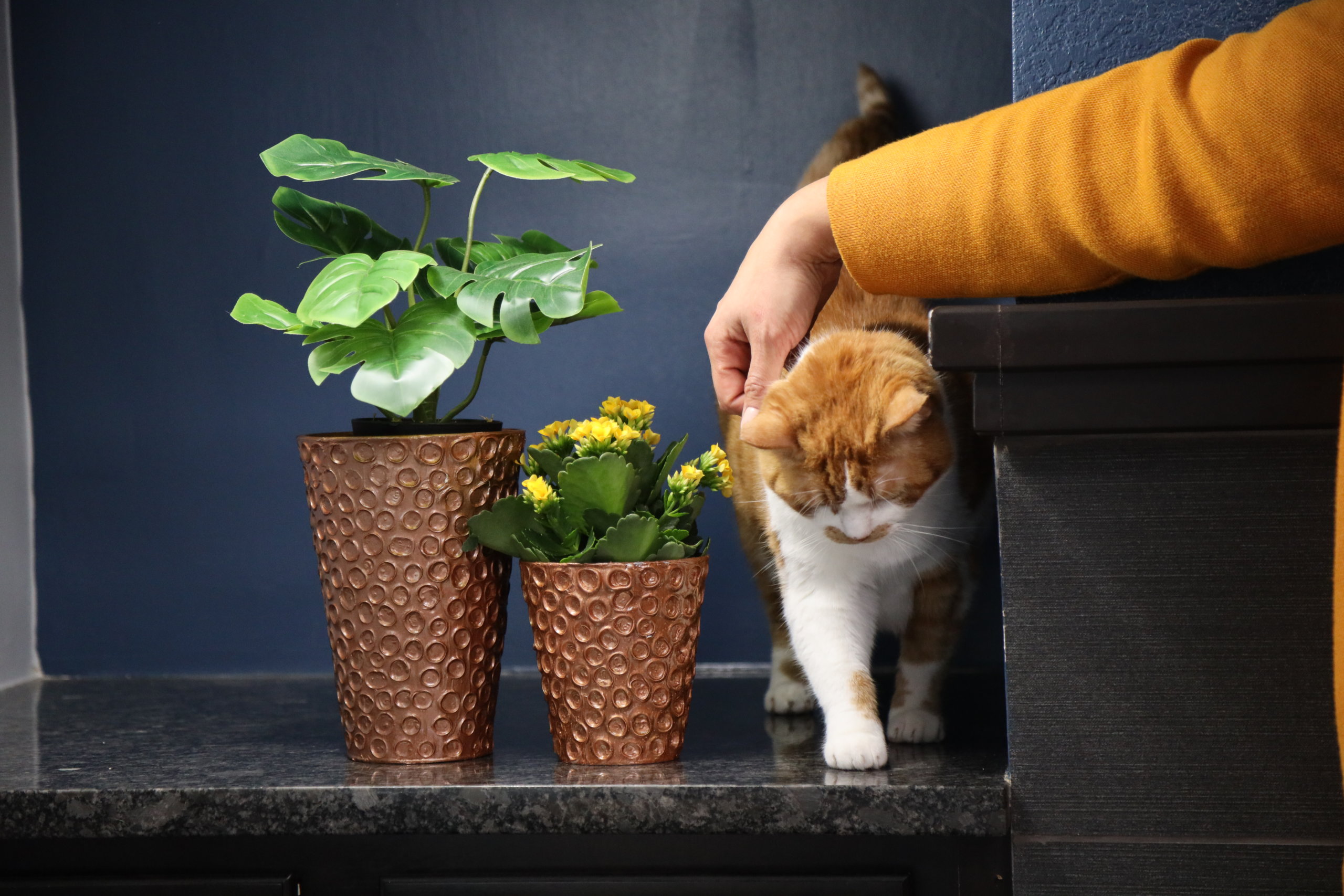 russell getting pets while standing with his copper planters