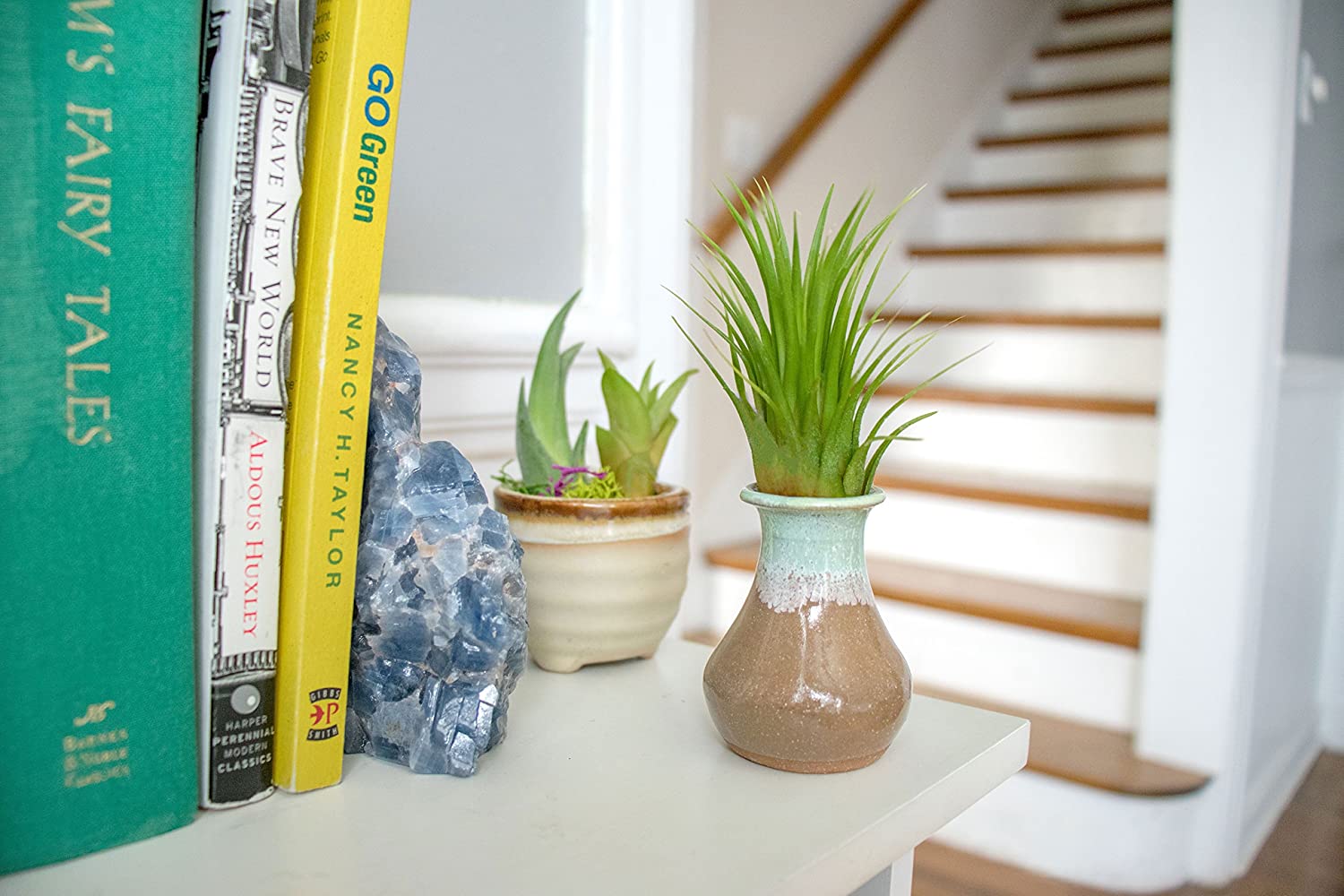 Set of six lowlight air plants