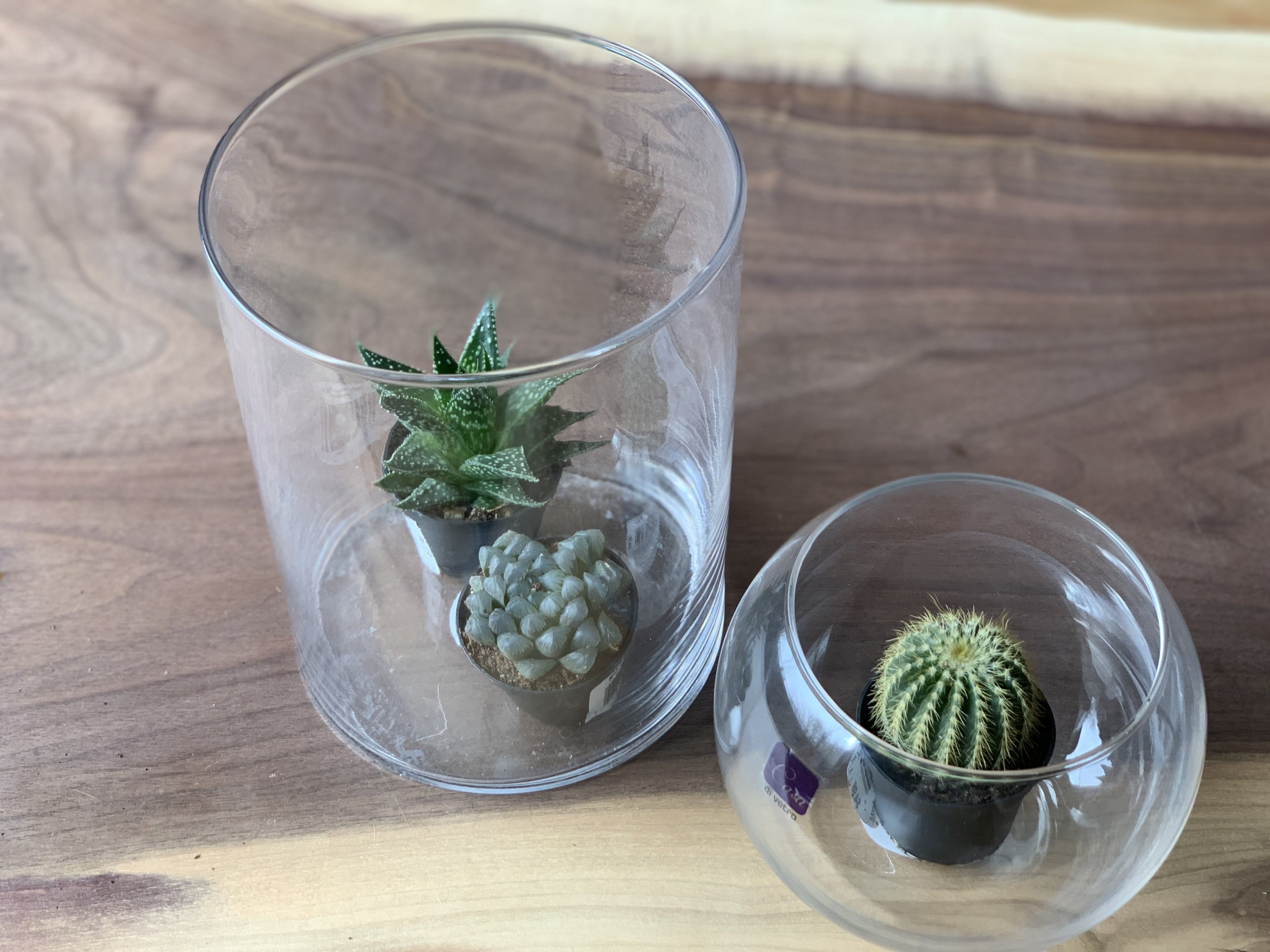 Succulent plants in glass jars