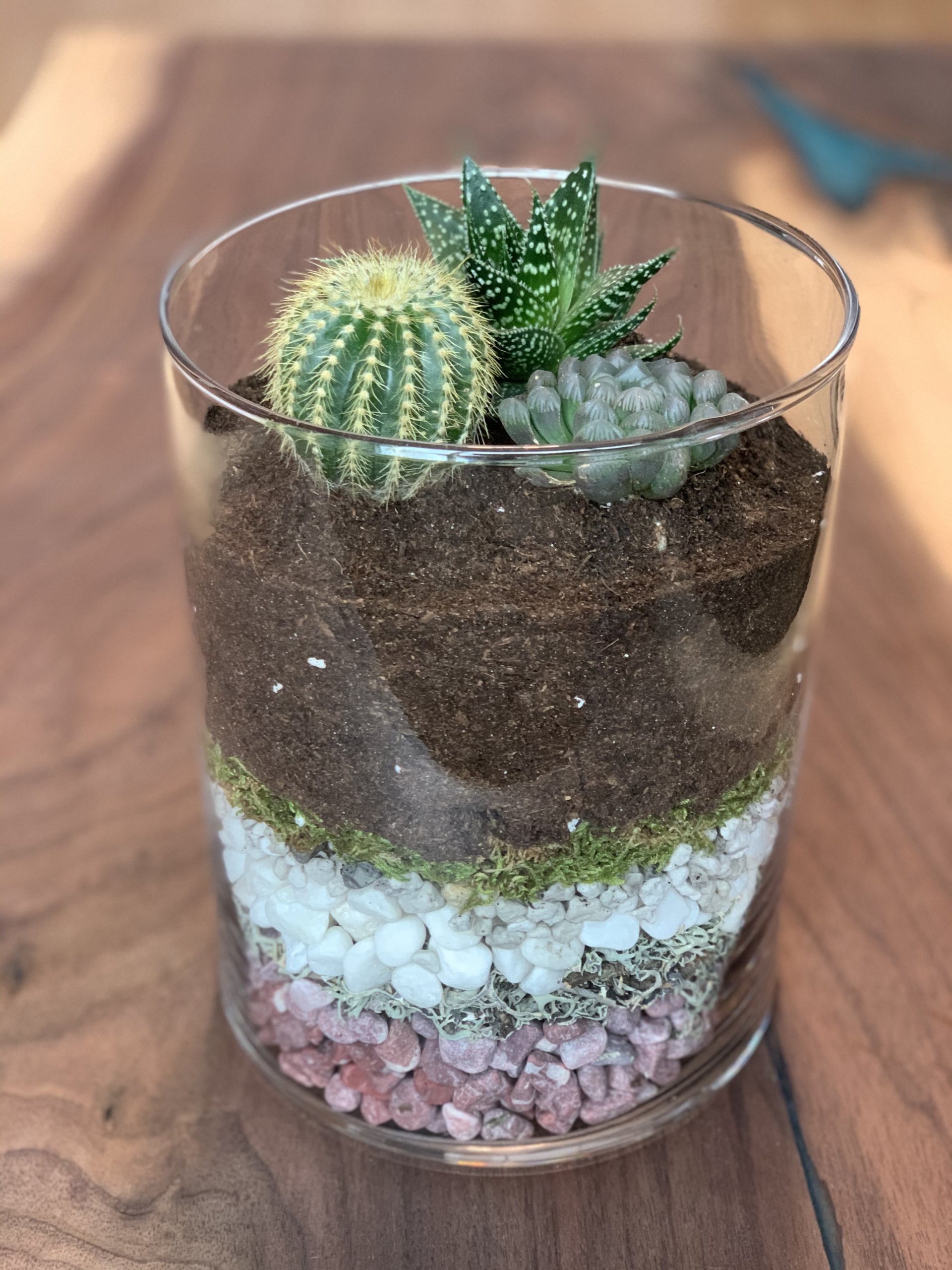 Moss Terrarium Glass Terrarium Hanging Terrarium Cactus Terrarium