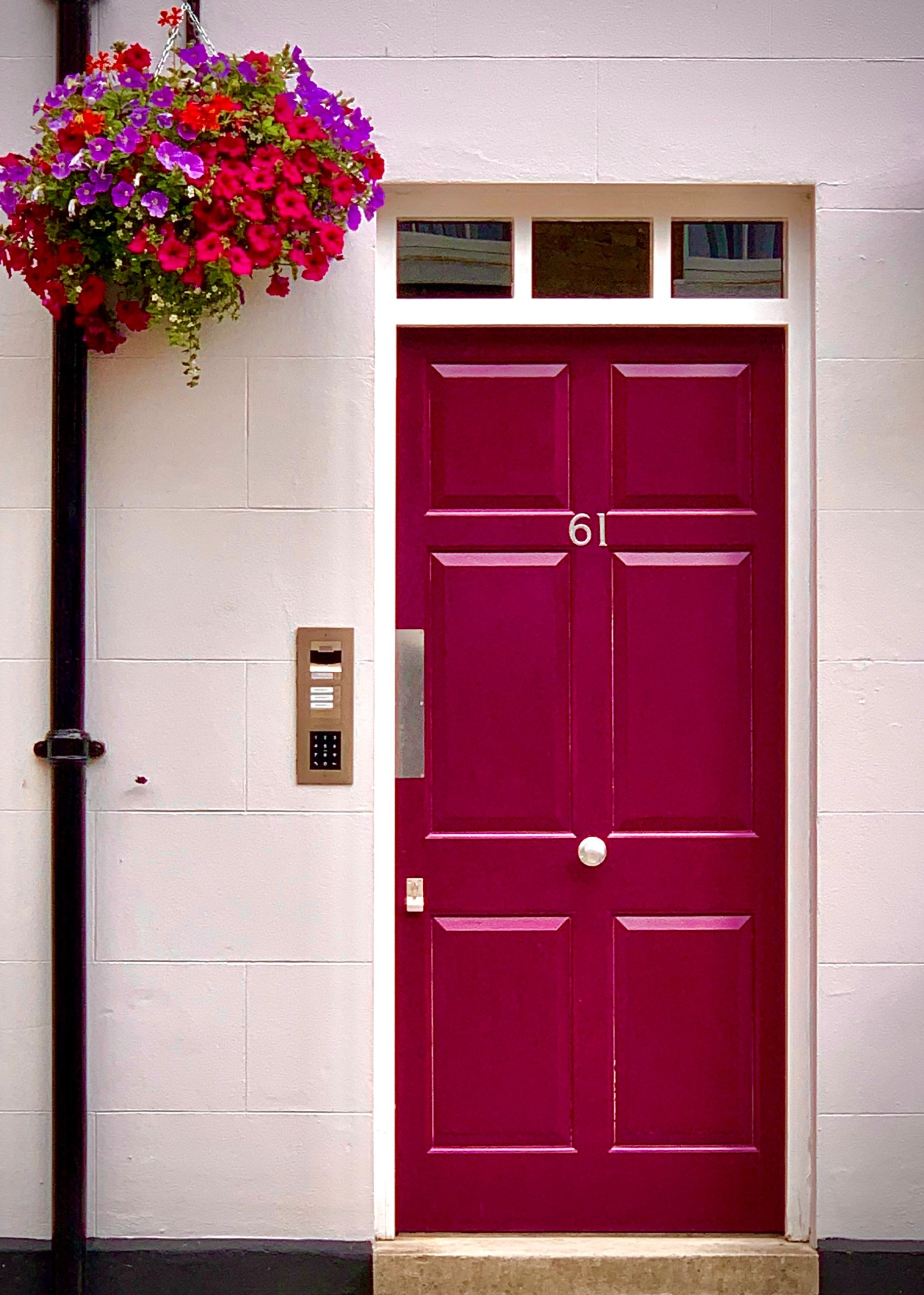 Violet and red flower beside red-violet door