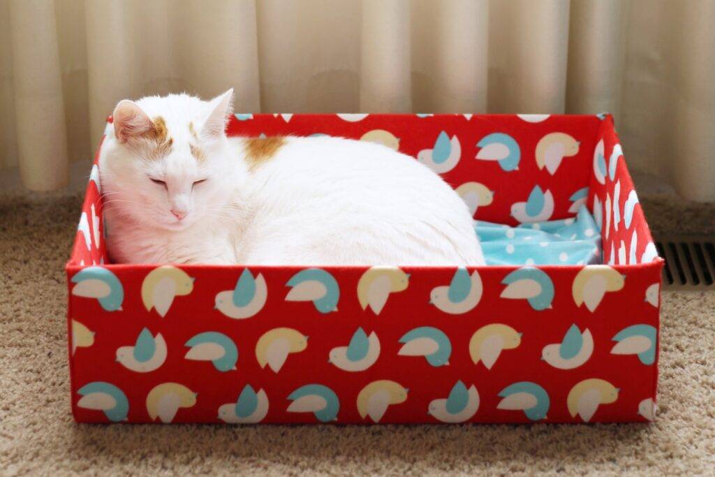 Box Bed for Cats