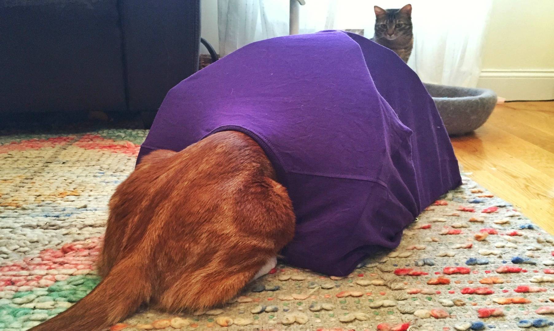 Cat Tent