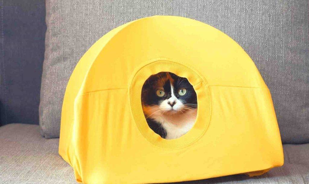 Cat Tent from Old T-shirt and Wire Hanger