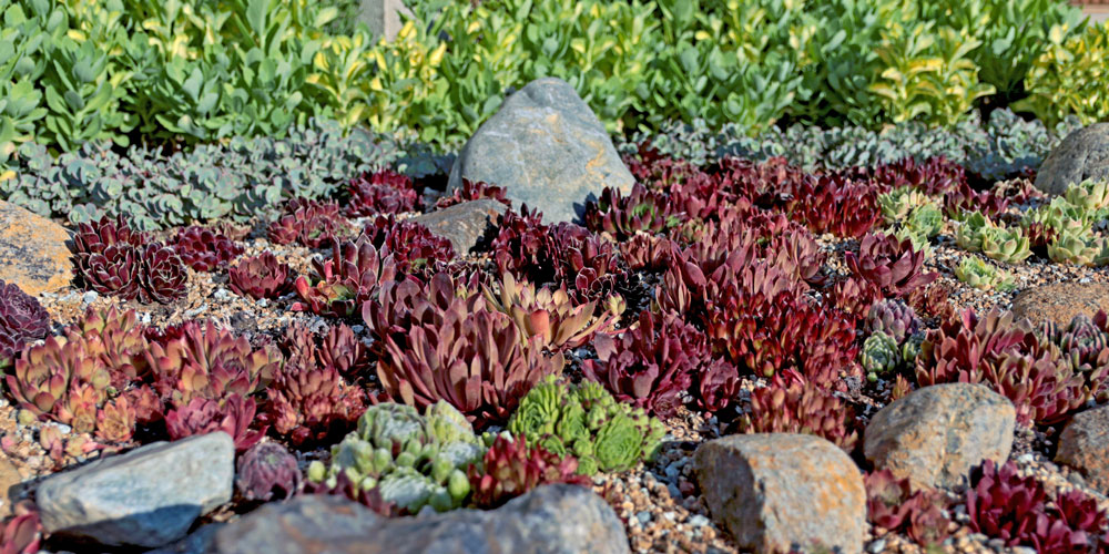 rock garden feature red succulents