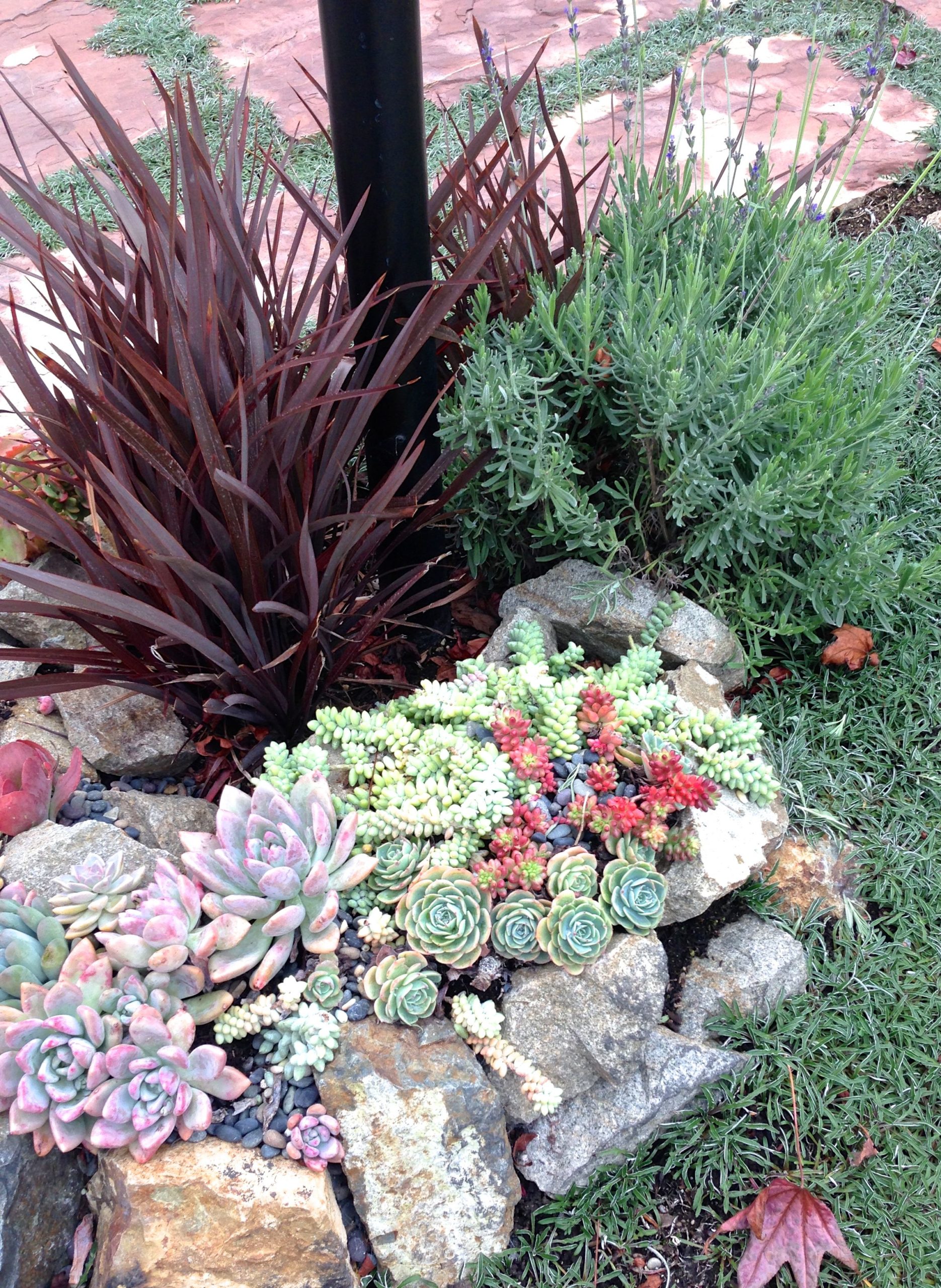 rock garden for succulents
