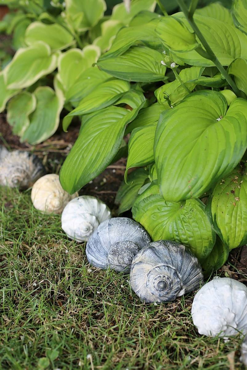 Shell garden edging