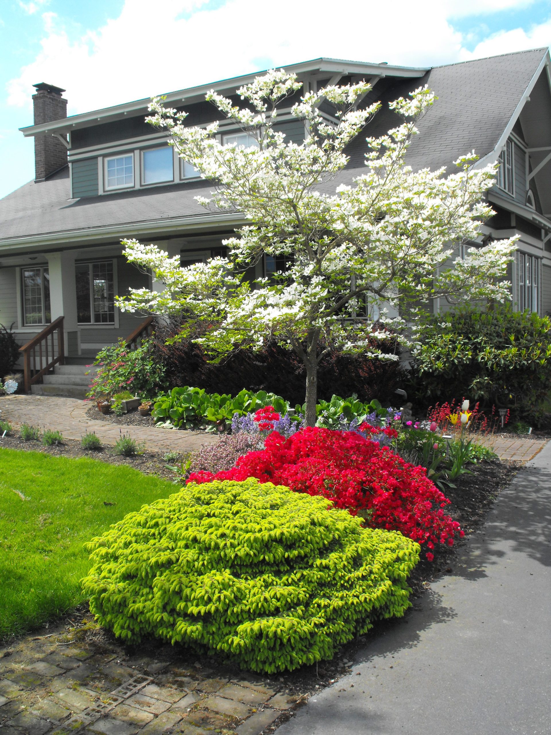 White tree with red azalea and green shrub at front lawn