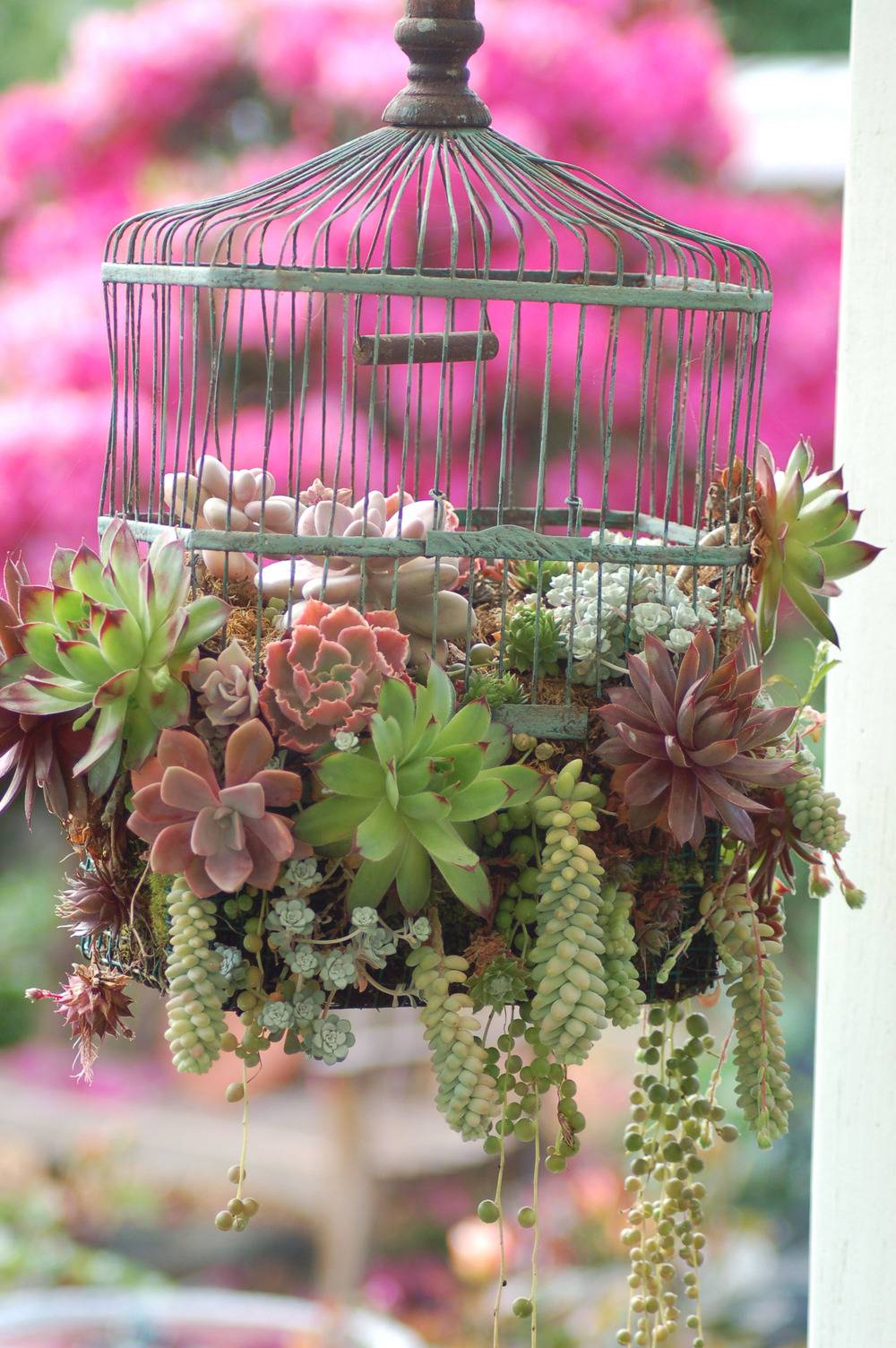 succulents hanging from cage