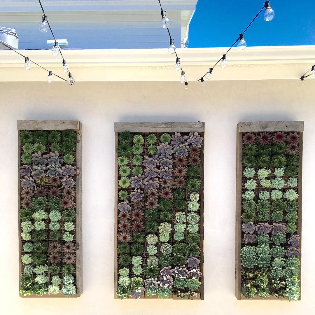 vertical succulent planter boxes