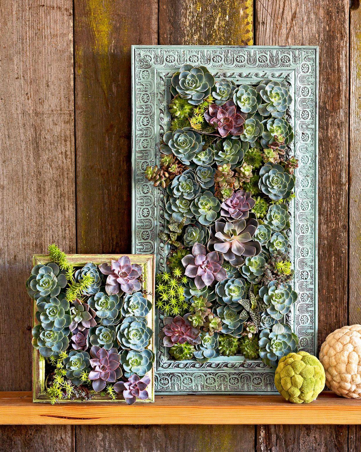 living picture frame succulent displays