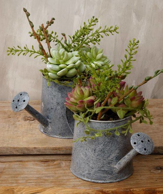 watering can succulents