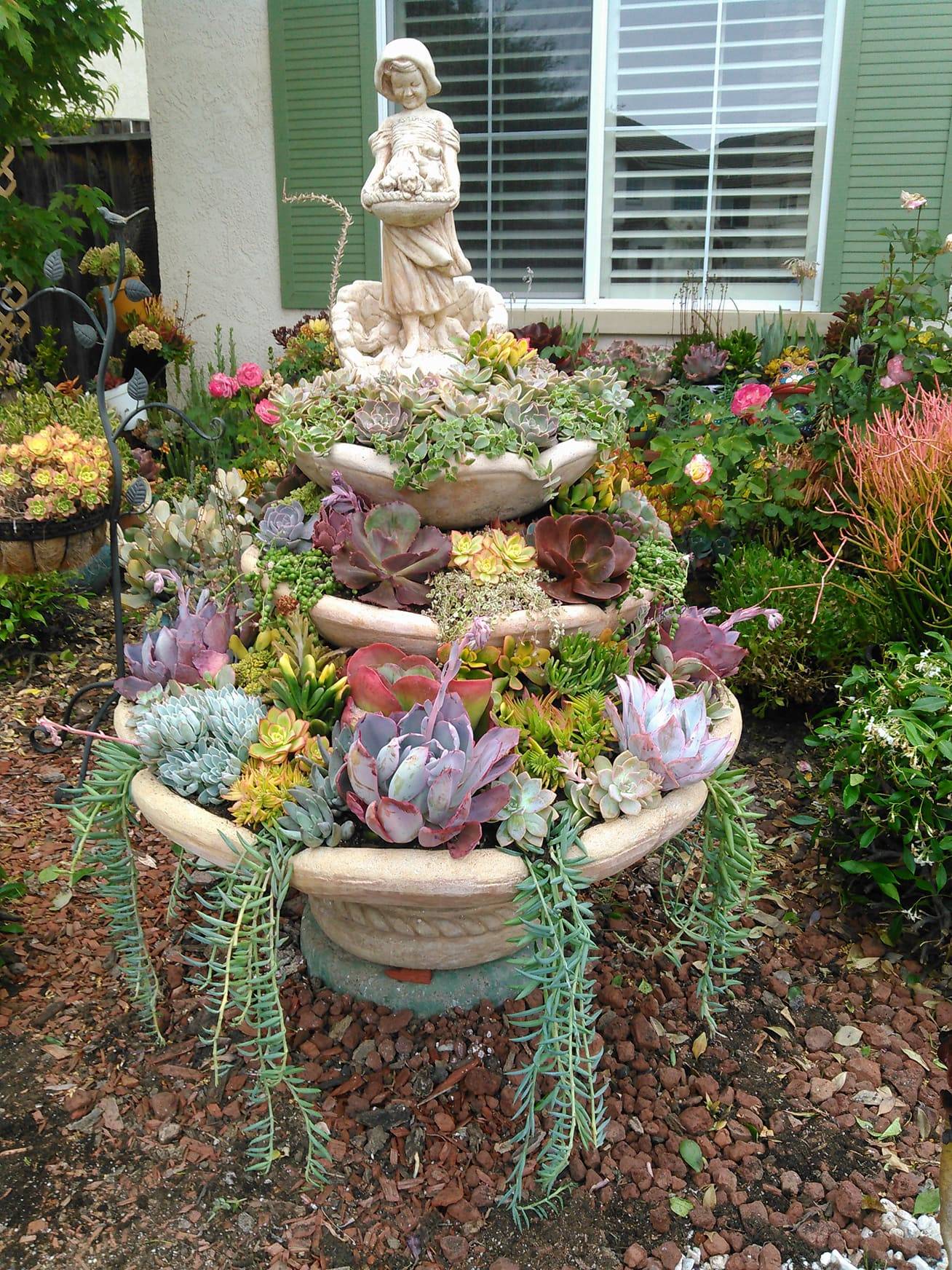 A Fountain of Succulents