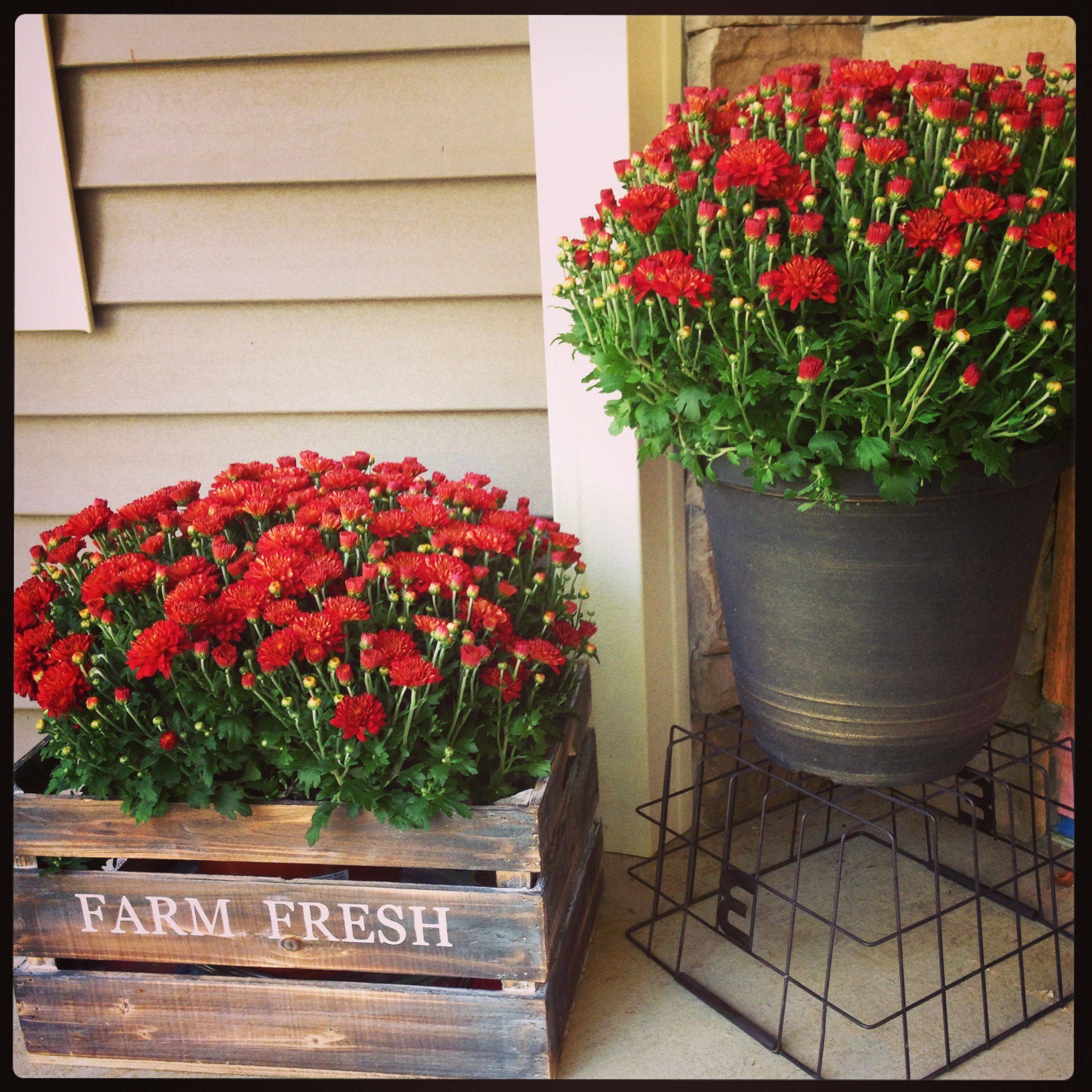 Antique Crate Planter