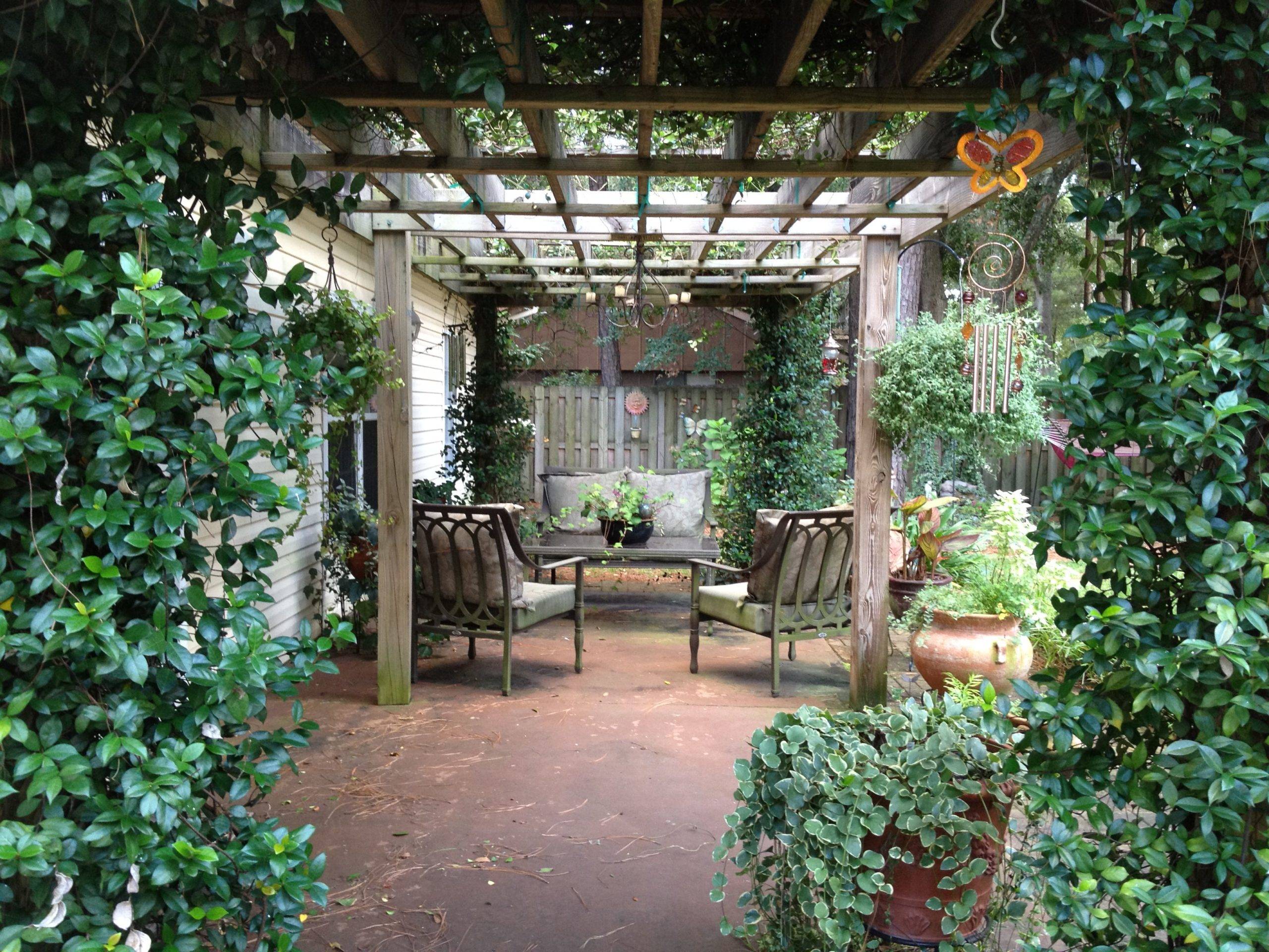 Climbing Flowers on Pergola