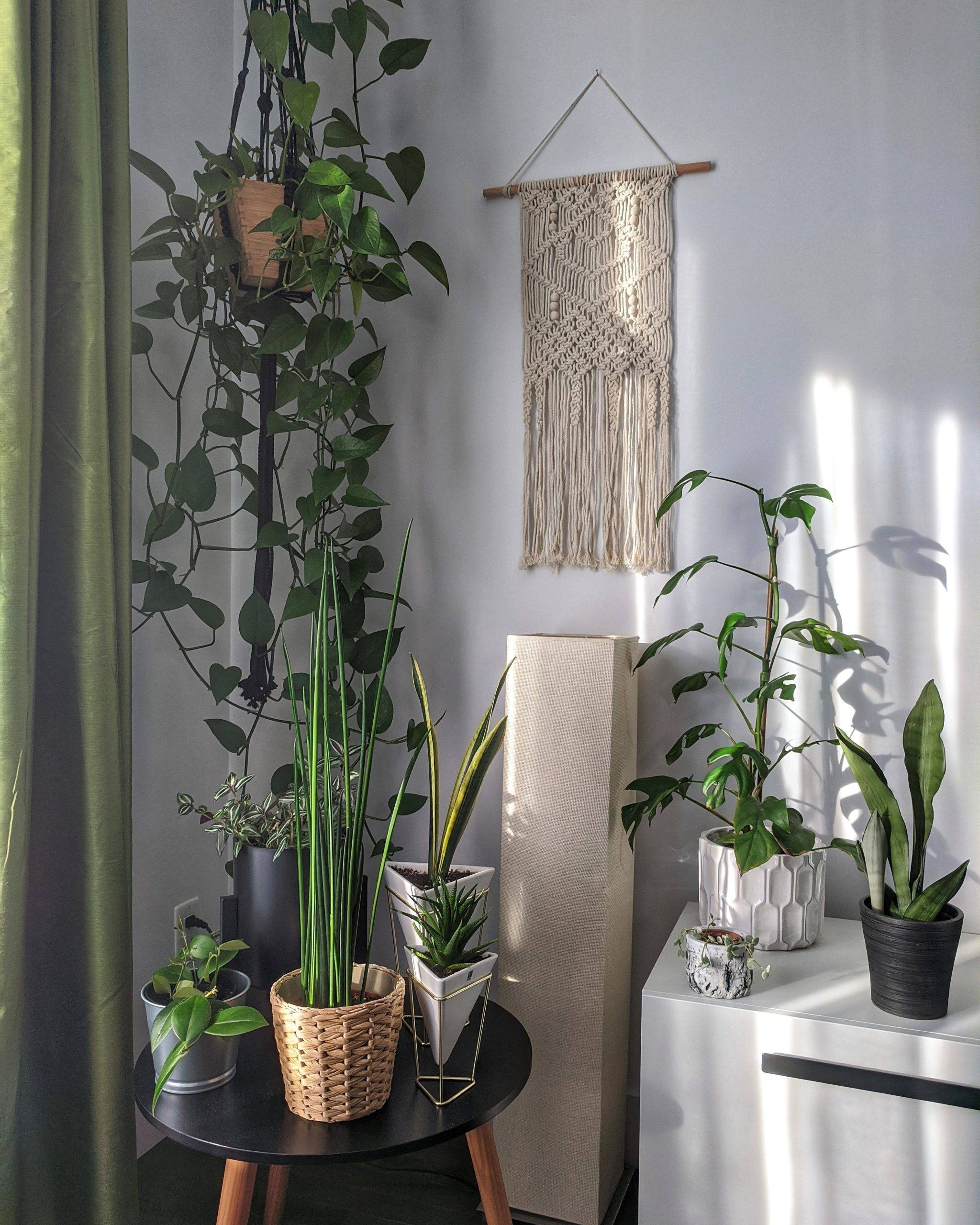 Collection of potted plants in a corner