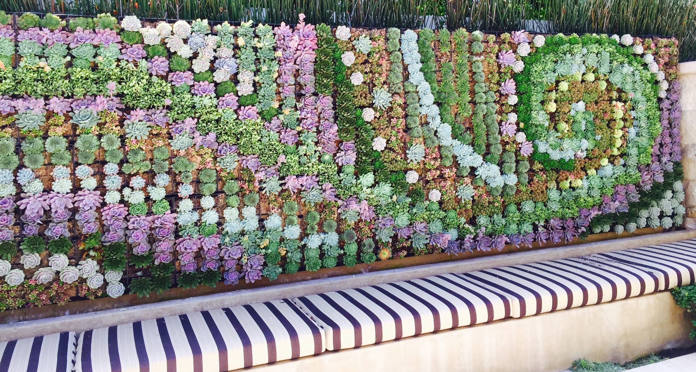 vertical succulent wall with spiral shape