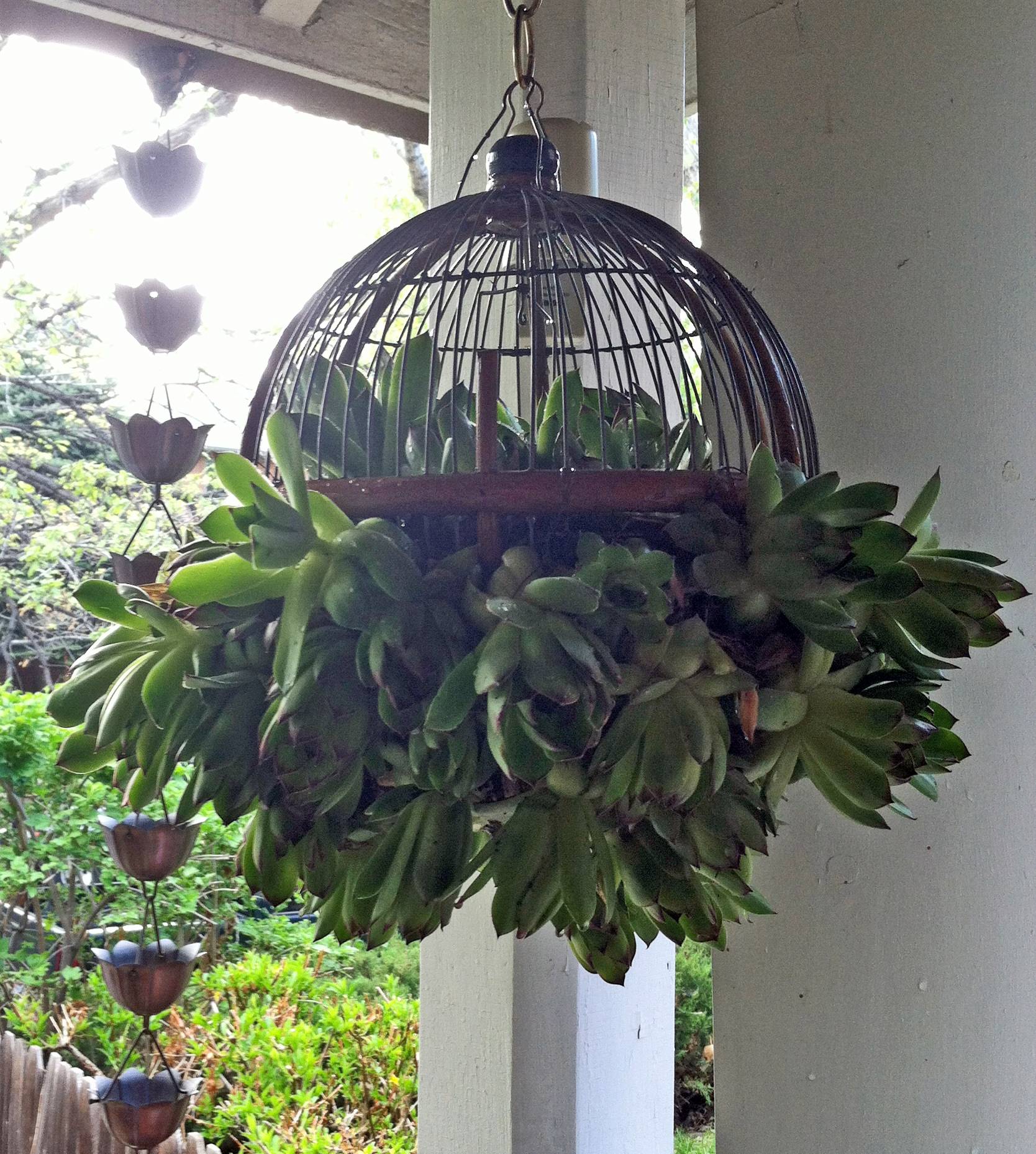 Hanging Succulents