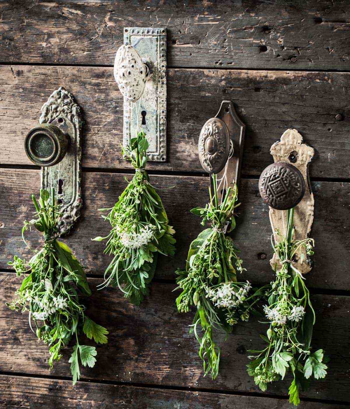Herbs hanging on rustic door knobs