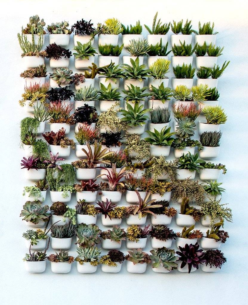 succulents hung vertically in individual white planters