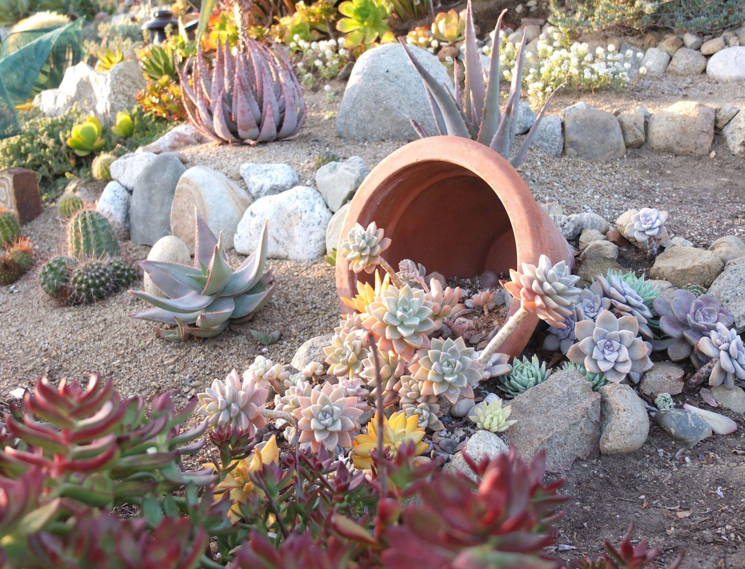 Stunning Succulent Garden Ideas For An Easy Outdoor Oasis 8379