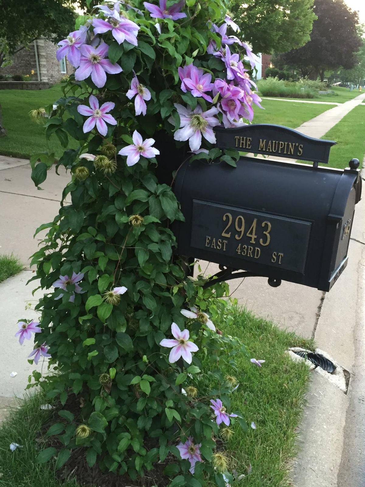Trellis-attached Mailbox